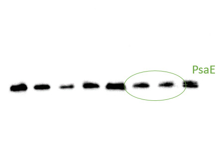 Western blot using anti-PsaE antibodies